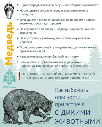 Правила поведения при встрече с медведем
